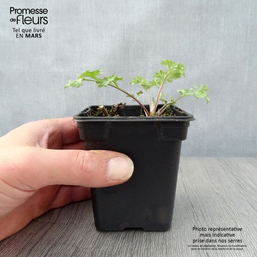 Artemisia comune Bio Vasetto da 7/8 cm esemplare consegnato in primavera