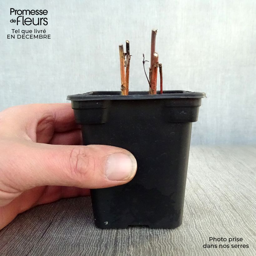 Artemisia comune Vasetto da 7/8 cm esemplare consegnato in inverno