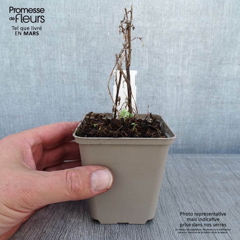 Artemisia vulgaris Oriental Limelight - Assenzio selvatico Vasetto da 8/9 cm esemplare consegnato in inverno