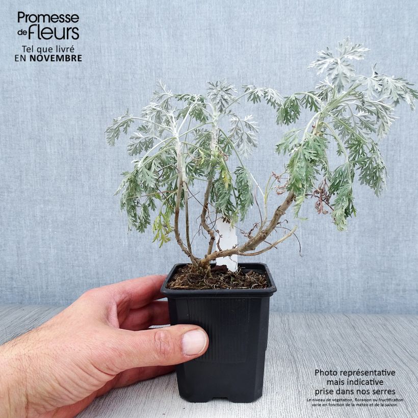 Esemplare di Artemisia arborescens Powis Castle - Assenzio arbustivo Vasetto da 8/9 cm come consegnato in autunno