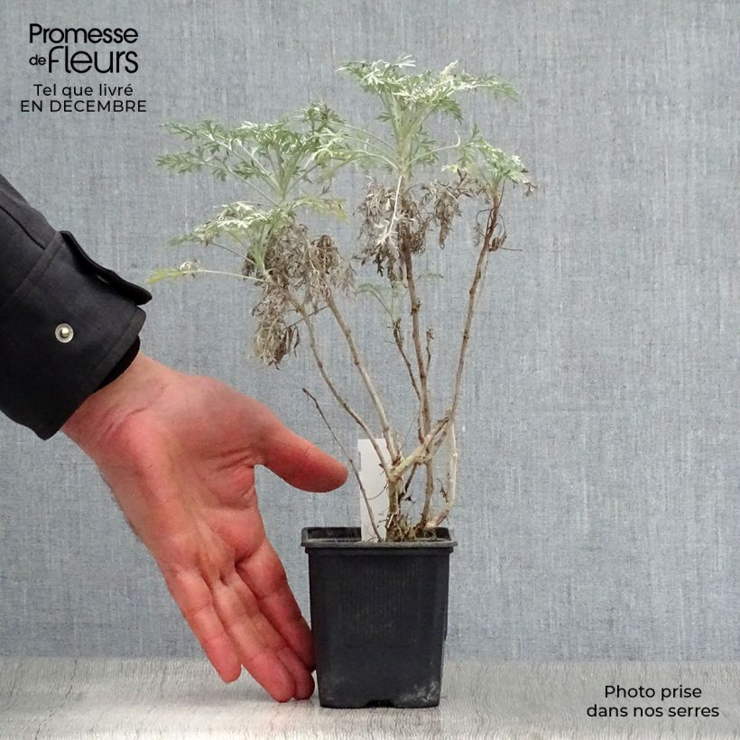 Artemisia arborescens Powis Castle - Assenzio arbustivo Vasetto da 8/9 cm esemplare consegnato in inverno