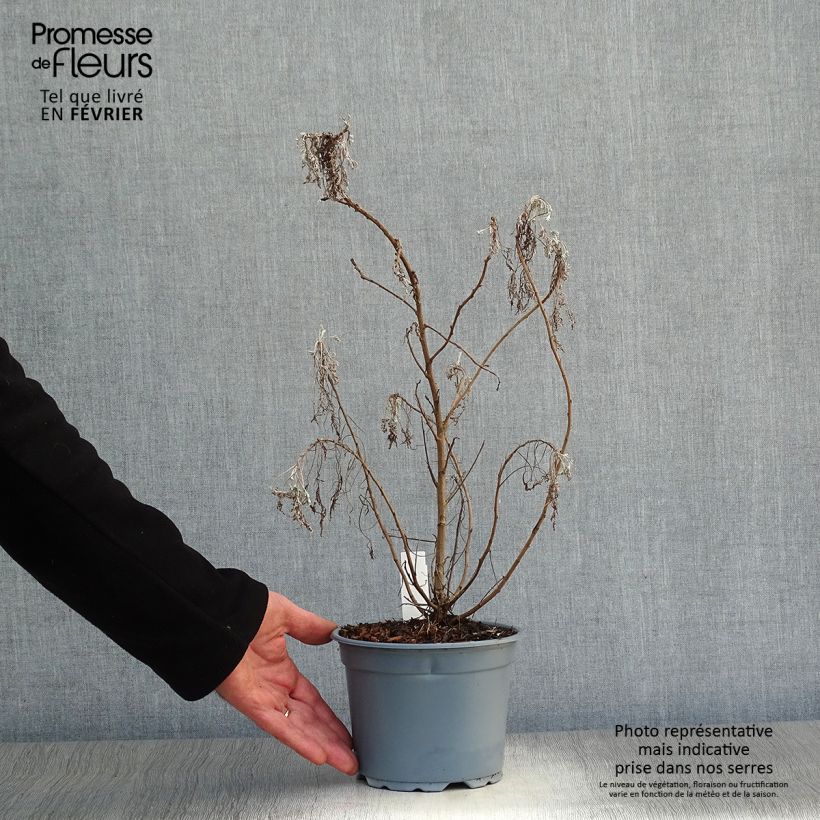 Artemisia arborescens Powis Castle - Assenzio arbustivo Vaso da 2L/3L esemplare consegnato in inverno