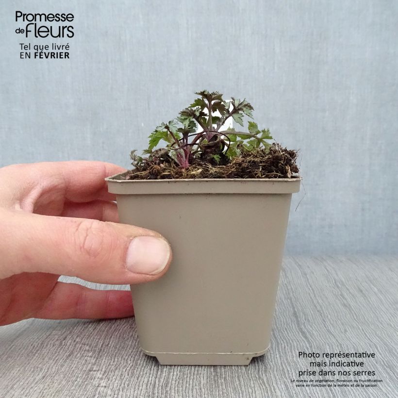 Artemisia lactiflora Jim Russel Vasetto da 8/9 cm esemplare consegnato in inverno