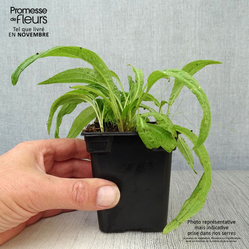 Esemplare di Arnica montana Bio - Arnica Vasetto da 7/8 cm come consegnato in autunno