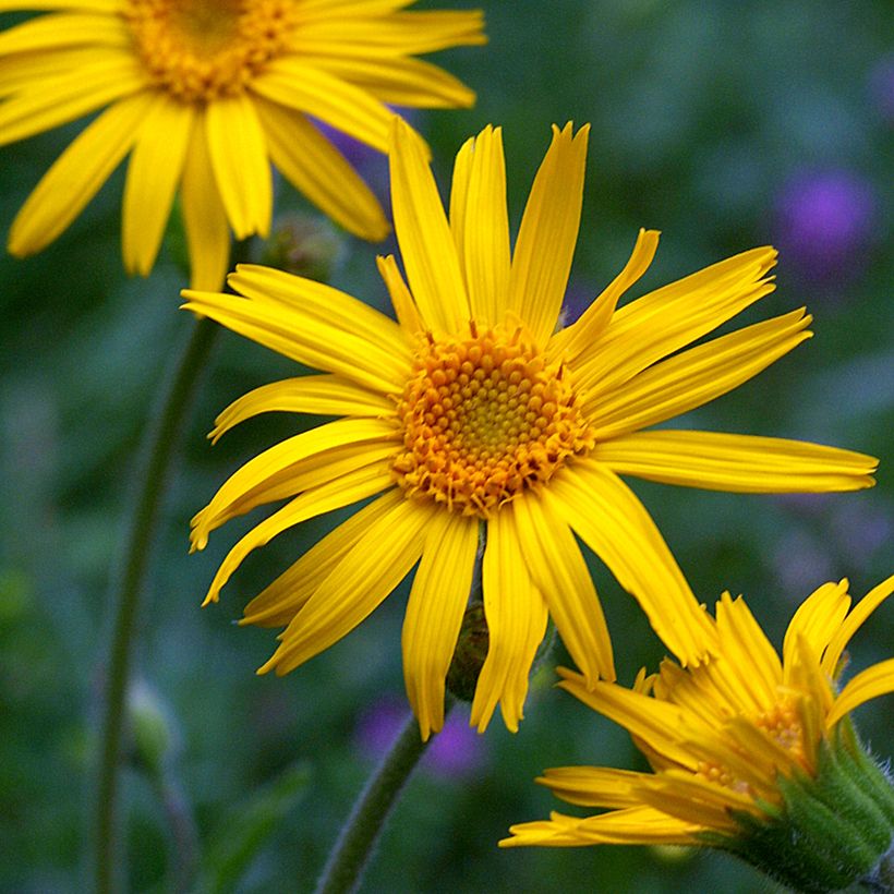 Arnica montana (semi) - Arnica (Fioritura)