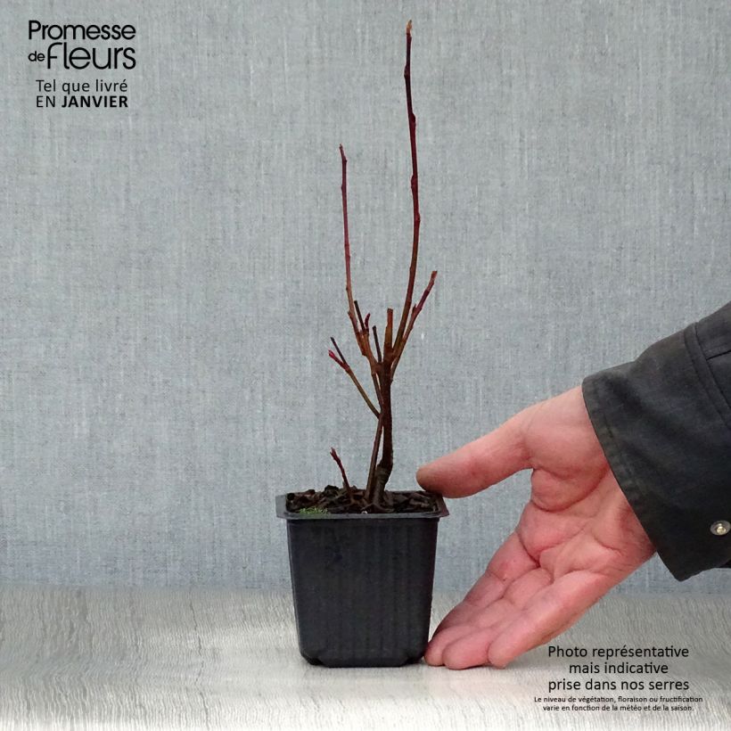 Aronia arbutifolia Brilliant - Aronia Vasetto da 8/9 cm esemplare consegnato in inverno