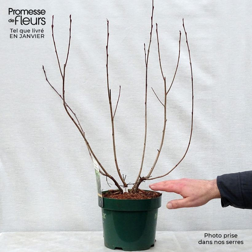 Aronia melanocarpa Autumn Magic - Aronia Vaso da 2L/3L esemplare consegnato in inverno