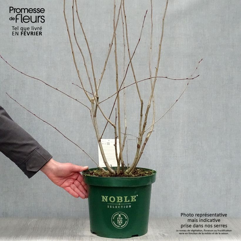 Aronia melanocarpa Autumn Magic - Aronia Vaso da 7,5L/10L esemplare consegnato in inverno