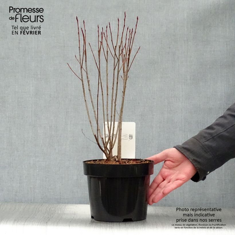 Aronia melanocarpa Professor Ed - Aronia nera Vaso da 2L/3L esemplare consegnato in inverno