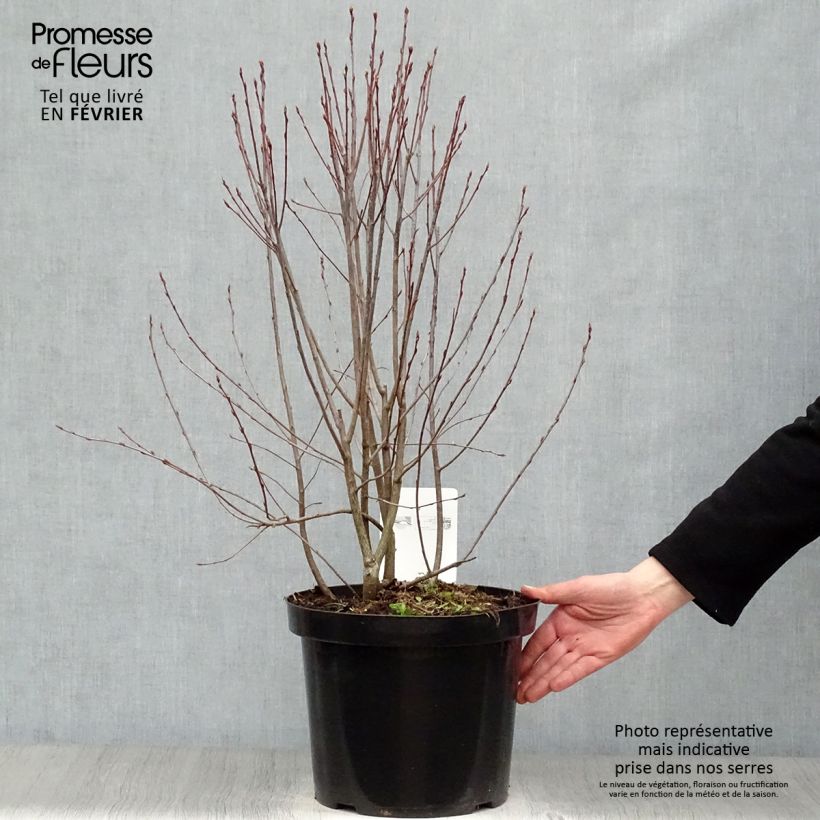 Aronia melanocarpa Professor Ed - Aronia nera Vaso da 7,5L/10L esemplare consegnato in inverno