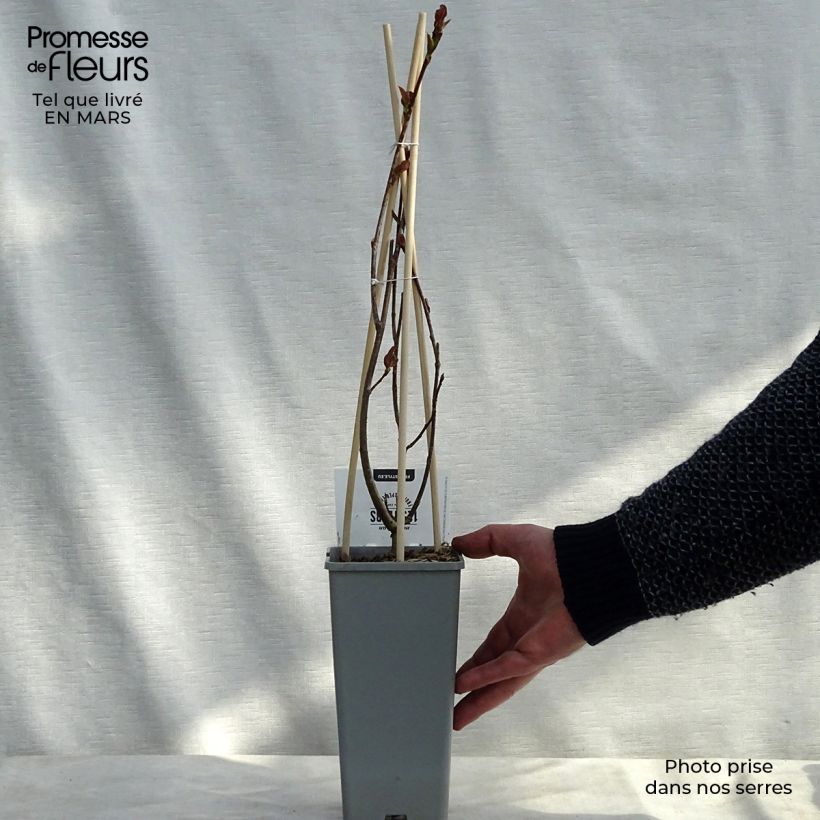 Aronia x prunifolia Viking - Aronia Vaso da 1,5L/2L esemplare consegnato in primavera