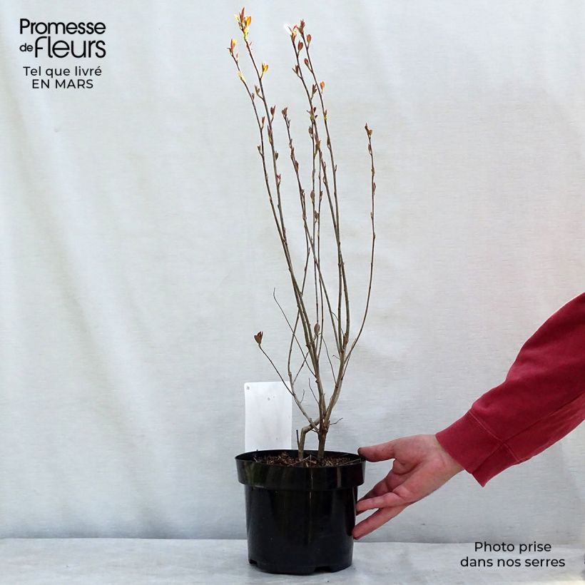 Aronia melanocarpa Hugin - Aronia nera Vaso da 2L/3L esemplare consegnato in inverno