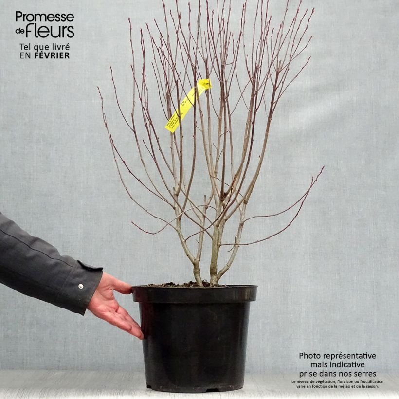 Aronia melanocarpa Hugin - Aronia nera Vaso da 7,5L/10L esemplare consegnato in inverno