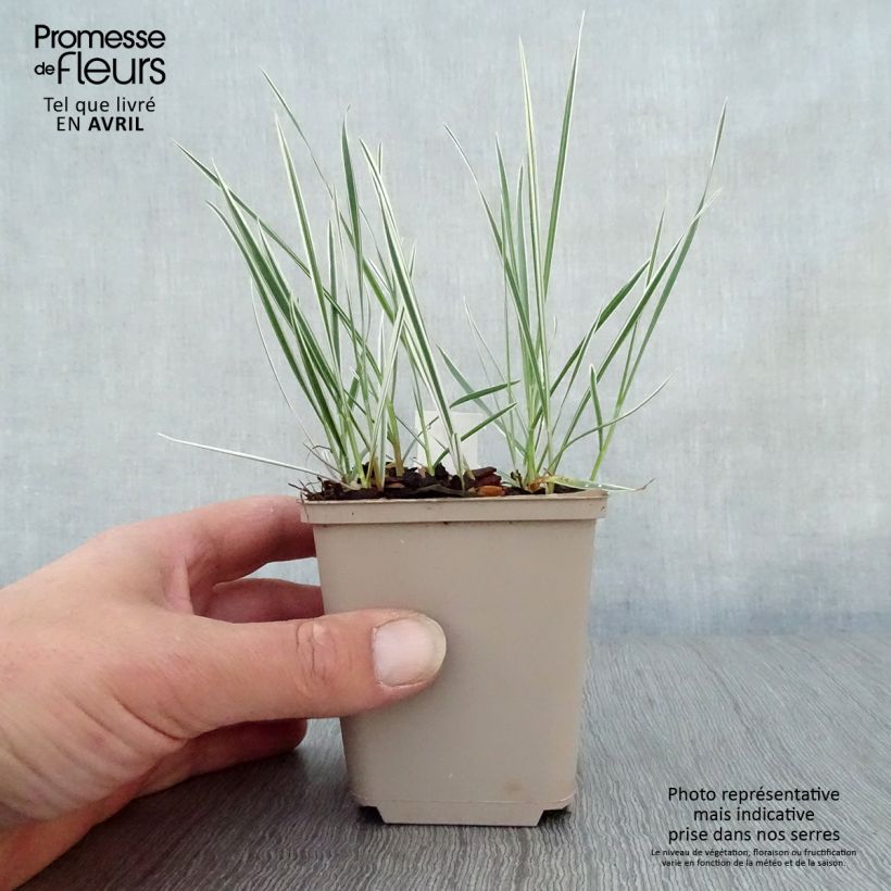 Arrhenatherum bulbosum Variegatum - Avena altissima Vasetto da 8/9 cm esemplare consegnato in primavera