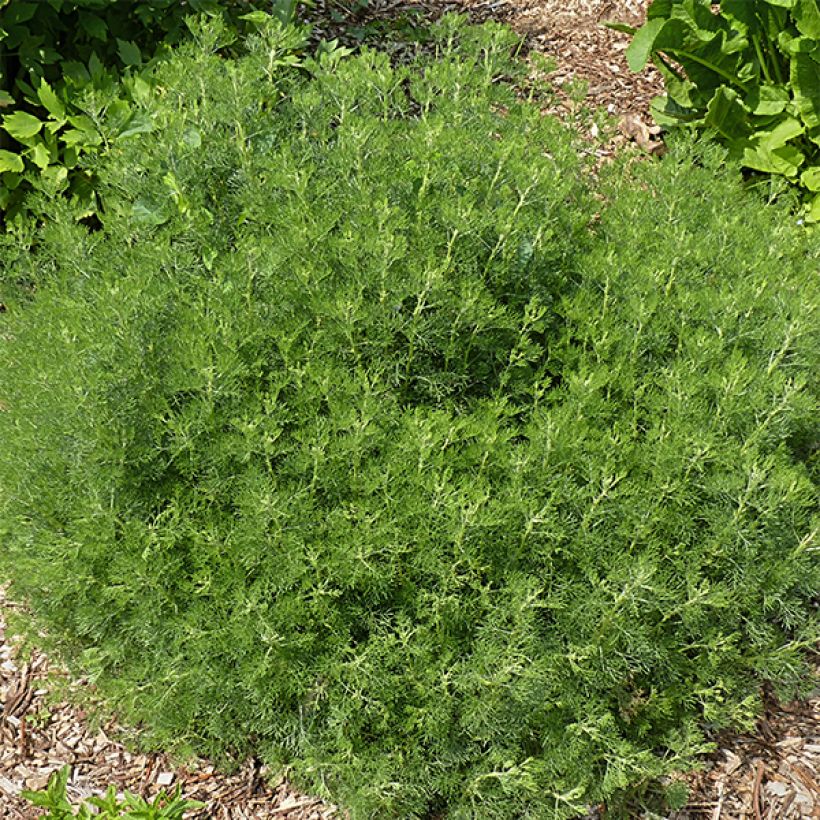 Artemisia abrotanum - Abrotano (Porto)