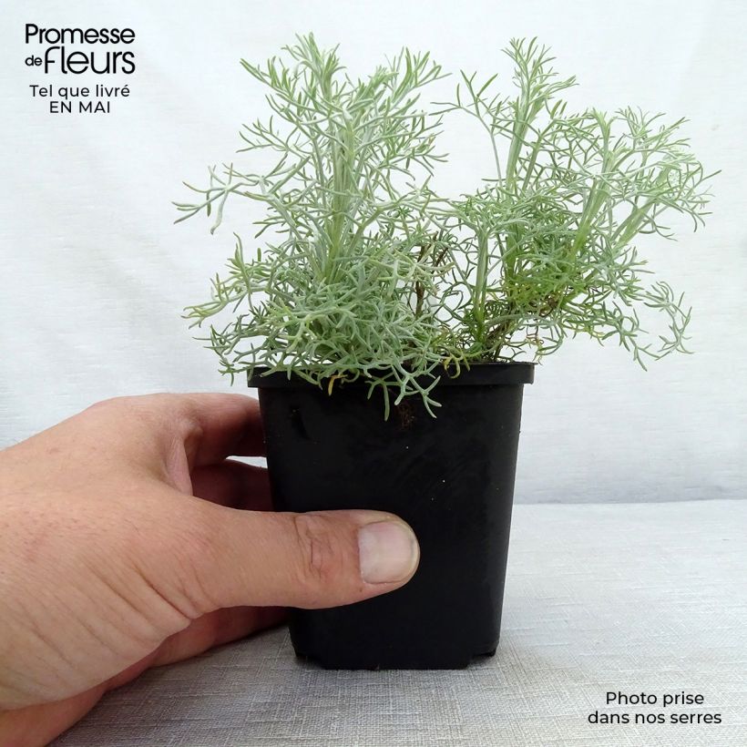 Artemisia alba Canescens - Assenzio maschio Vasetto da 8/9 cm esemplare consegnato in primavera