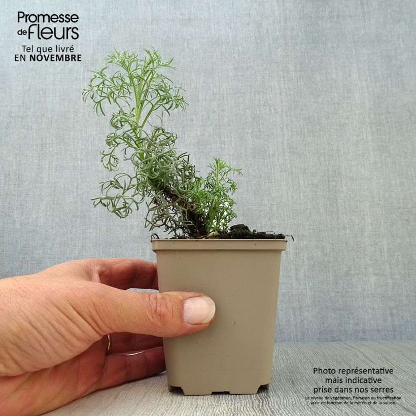 Esemplare di Artemisia alba Canescens - Assenzio maschio Vasetto da 8/9 cm come consegnato in autunno