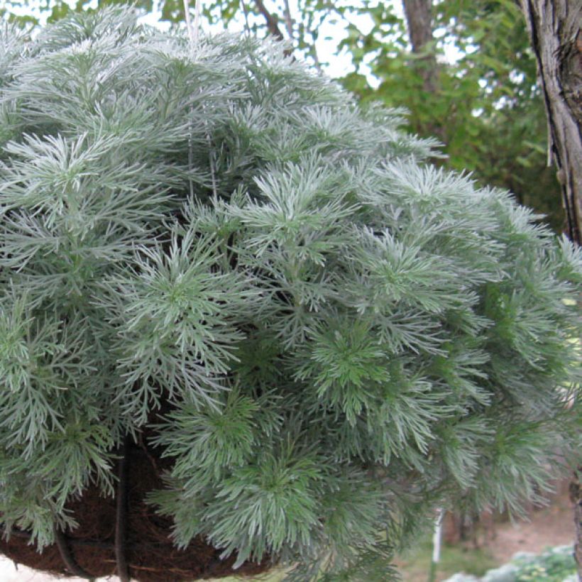 Artemisia schmidtiana Nana (Porto)