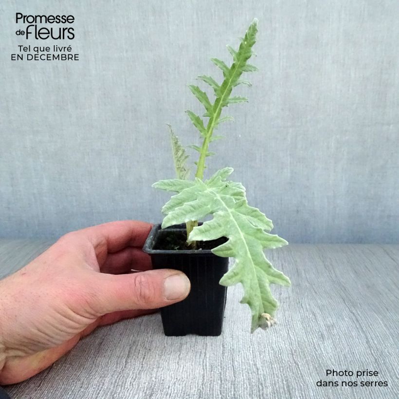 Carciofo Violetto di Provenza (in vasetto) Vasetto da 7/8 cm esemplare consegnato in inverno