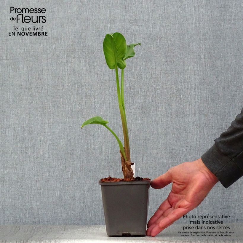 Esemplare di Zantedeschia aethiopica - Calla Vasetto da 8/9 cm come consegnato in autunno