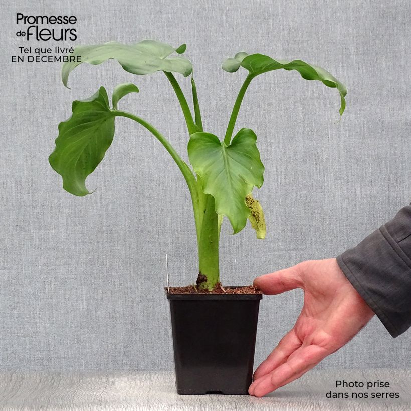 Zantedeschia aethiopica - Calla Vasetto da 8/9 cm esemplare consegnato in inverno