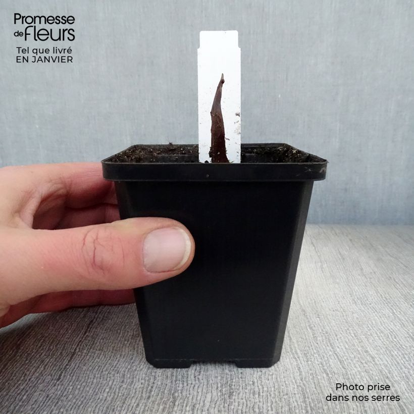 Calla palustris - Calla di palude Vasetto da 8/9 cm esemplare consegnato in inverno