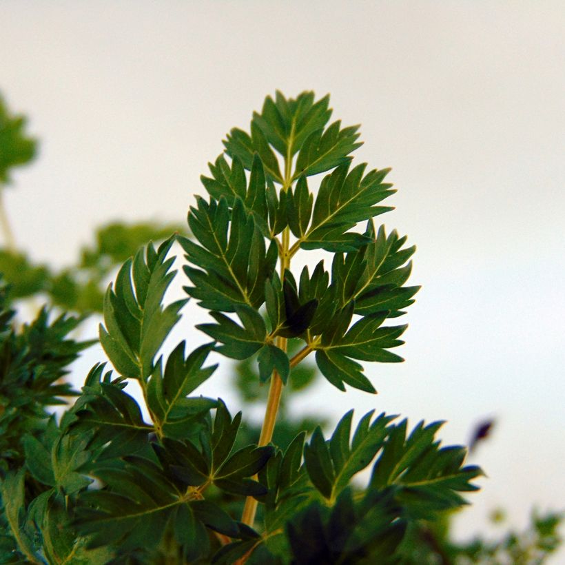 Aruncus aethusifolius - Barba di capra (Fogliame)