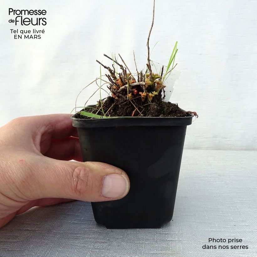 Aruncus aethusifolius - Barba di capra Vasetto da 8/9 cm esemplare consegnato in primavera