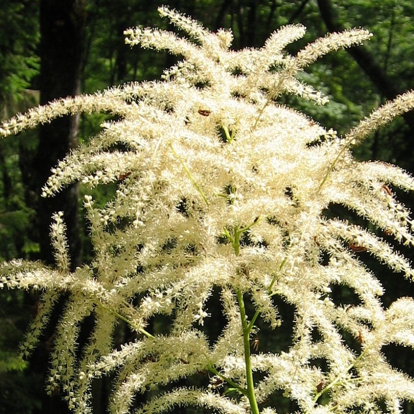 Aruncus dioicus var. kamtschaticus - Barba di capra (Fioritura)