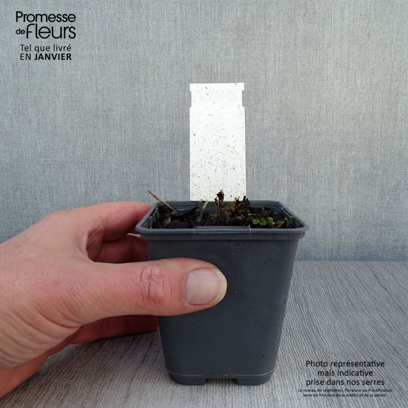 Aruncus dioicus var. kamtschaticus - Barba di capra Vasetto da 8/9 cm esemplare consegnato in inverno