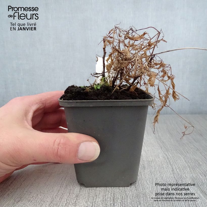 Aruncus dioicus Kneiffii - Barba di capra Vasetto da 8/9 cm esemplare consegnato in inverno