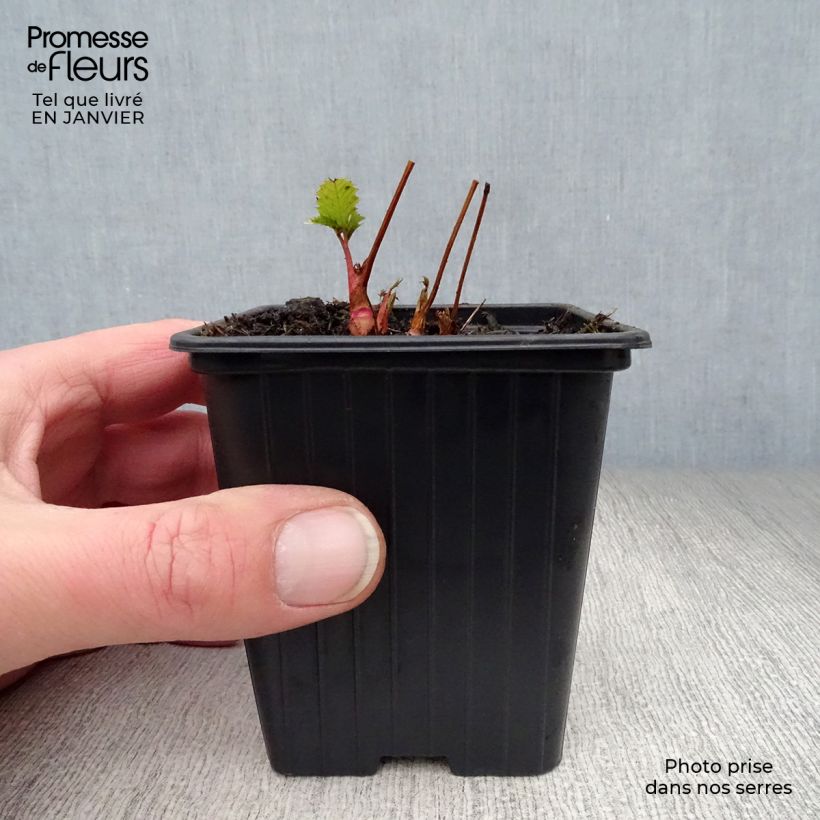 Aruncus dioicus sylvestris - Barba di capra Vasetto da 7/8 cm esemplare consegnato in inverno