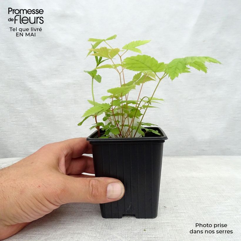 Aruncus dioicus sylvestris - Barba di capra Vasetto da 7/8 cm esemplare consegnato in primavera