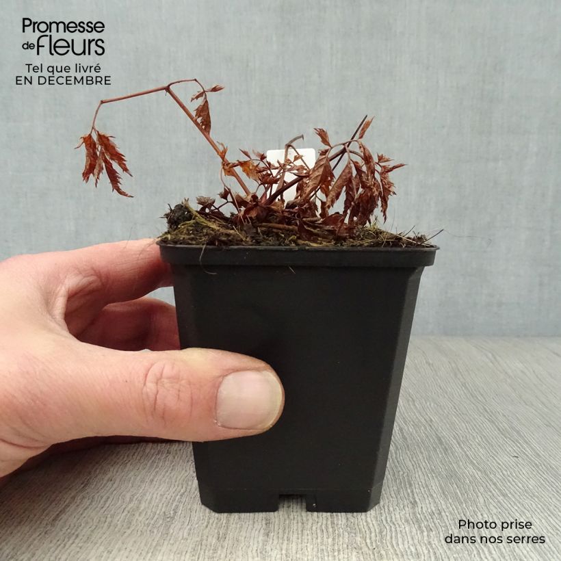 Aruncus Horatio - Barba di capra Vasetto da 8/9 cm esemplare consegnato in inverno