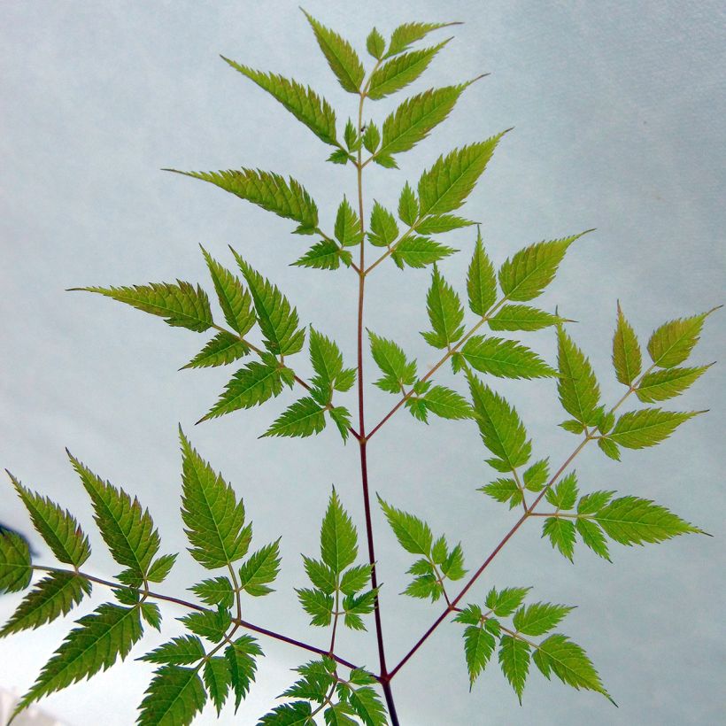 Aruncus Horatio - Barba di capra (Fogliame)