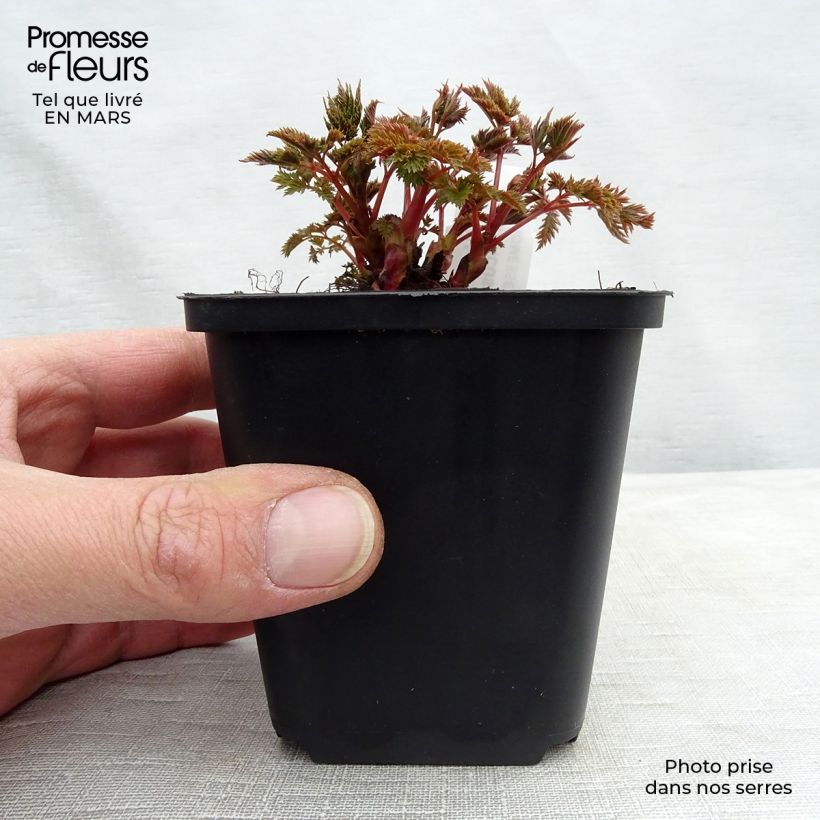 Aruncus Misty Lace - Barba di capra Vasetto da 8/9 cm esemplare consegnato in inverno