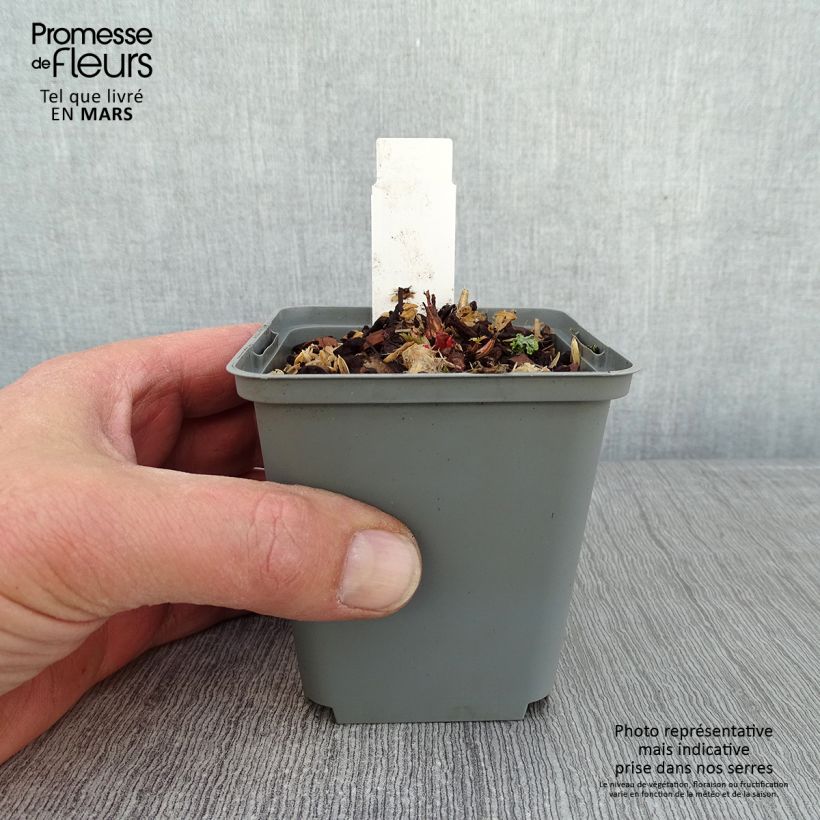 Aruncus sinensis Zweiweltenkind - Barba di capra Vasetto da 8/9 cm esemplare consegnato in inverno