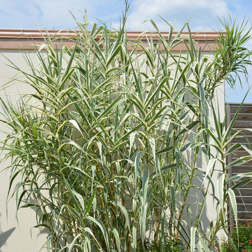 Arundo donax Ely - Canna comune (Porto)