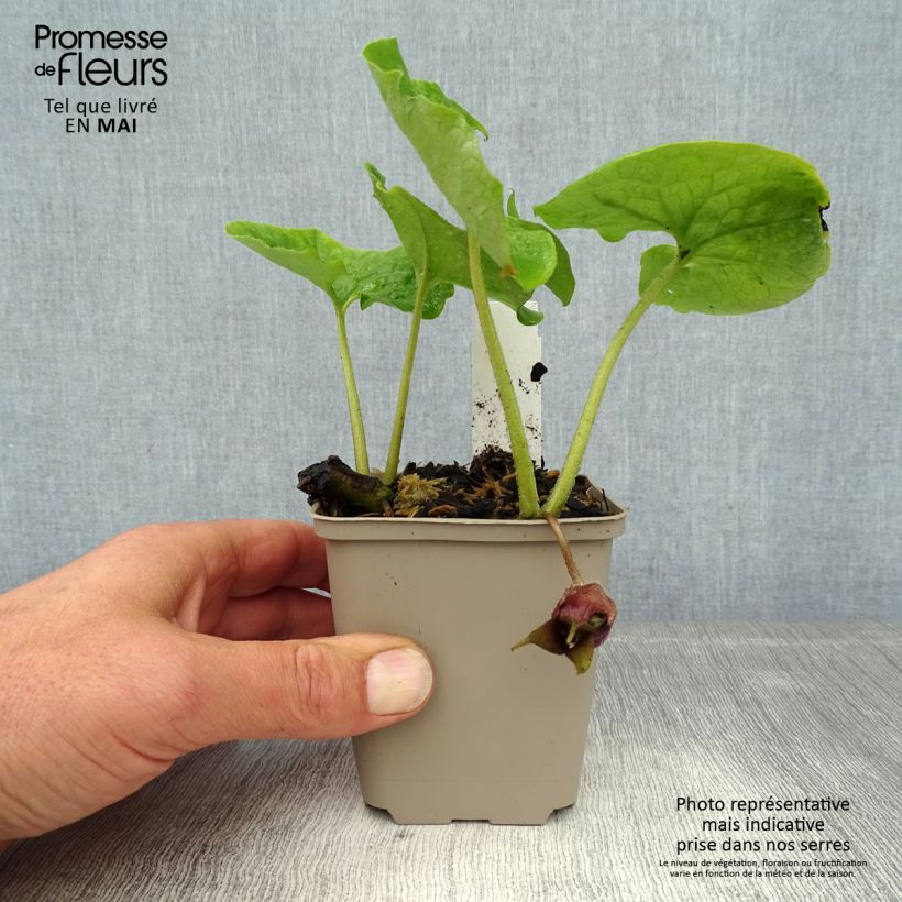 Asarum canadense - Asaro del Canadà Vasetto da 8/9 cm esemplare consegnato in primavera