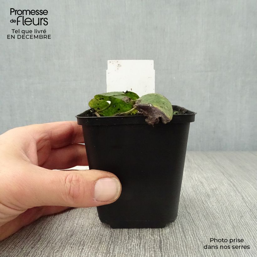 Asarum europaeum - Baccaro comune Vasetto da 8/9 cm esemplare consegnato in inverno