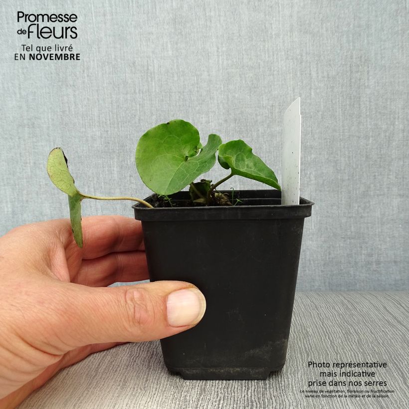 Esemplare di Asarum europaeum - Baccaro comune Vasetto da 8/9 cm come consegnato in autunno