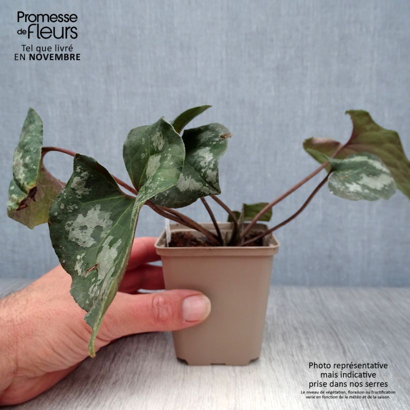 Esemplare di Asarum maximum Ling Ling - Asaro Vasetto da 8/9 cm come consegnato in autunno