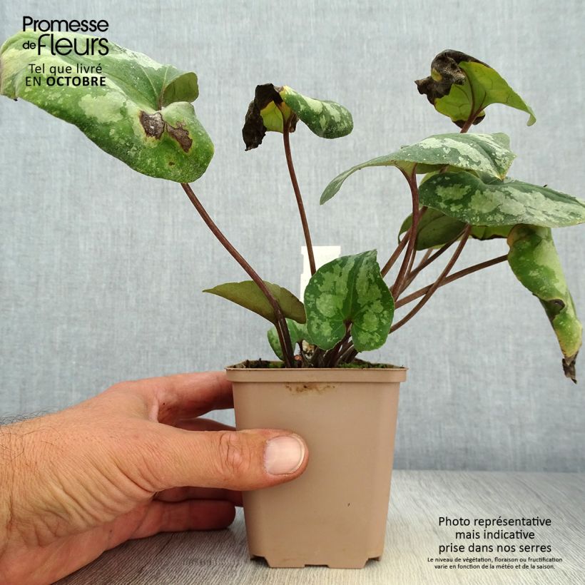 Esemplare di Asarum splendens - Asaro Vasetto da 8/9 cm come consegnato in autunno