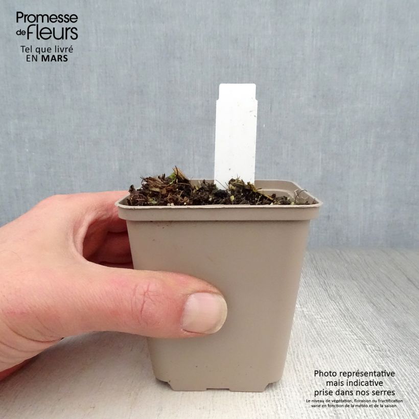 Asclepias speciosa Vasetto da 8/9 cm esemplare consegnato in primavera