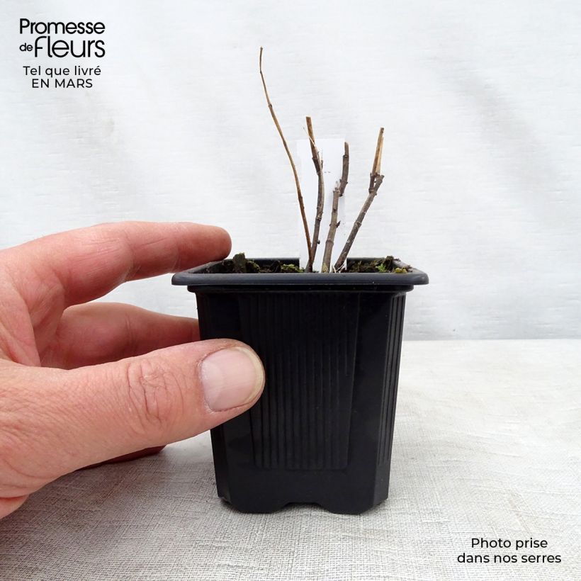 Asclepias incarnata Vasetto da 8/9 cm esemplare consegnato in primavera