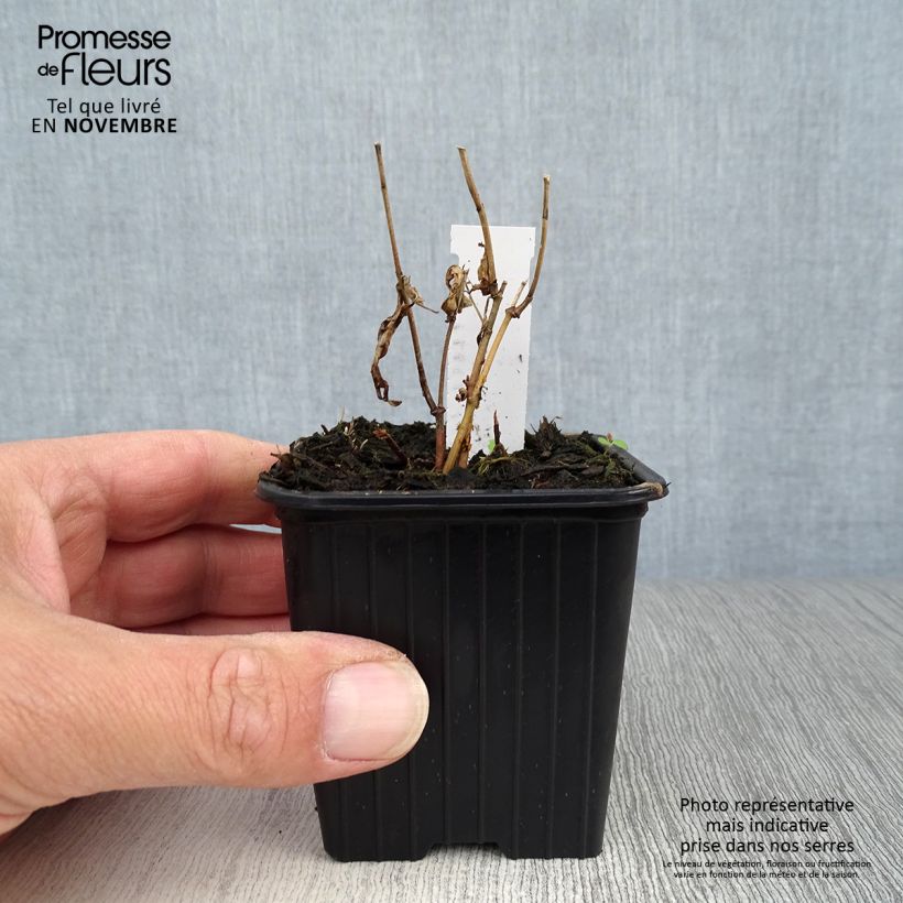 Esemplare di Asclepias incarnata Vasetto da 8/9 cm come consegnato in autunno