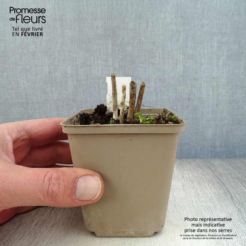 Asclepias incarnata Ice Ballet Vasetto da 8/9 cm esemplare consegnato in inverno
