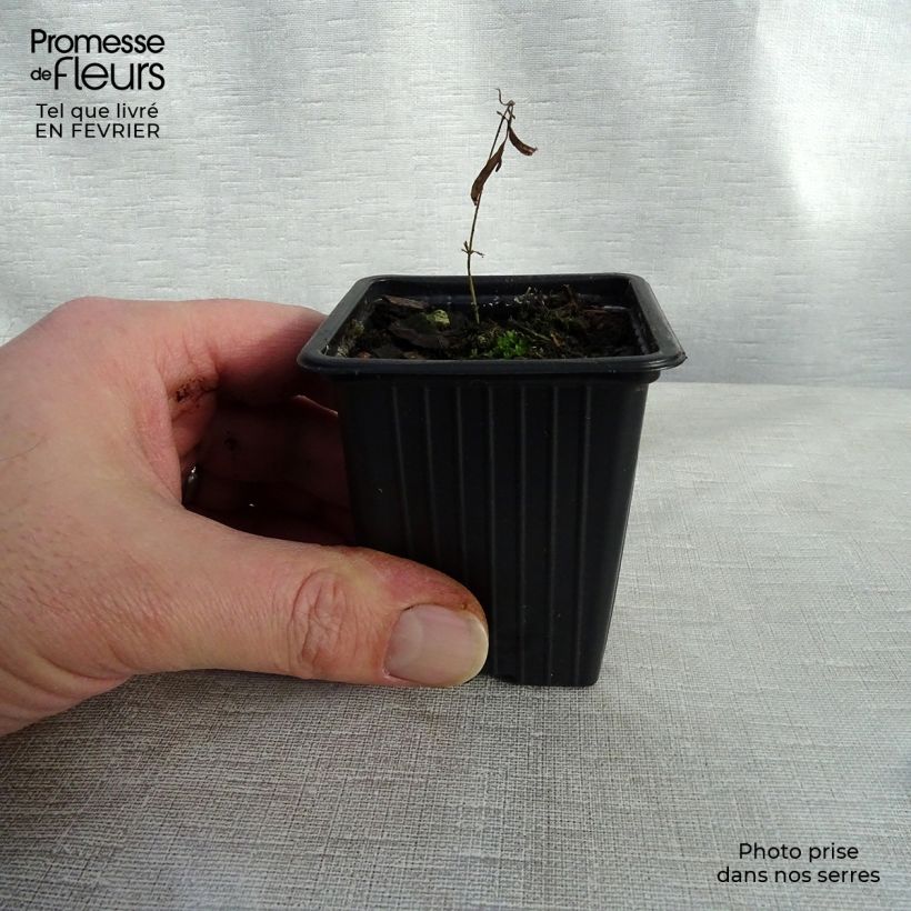 Asclepias tuberosa Vasetto da 7/8 cm esemplare consegnato in inverno