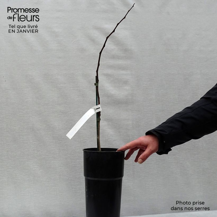 Asimina triloba Prima 1216 - Asimina Vaso da 4L/5L esemplare consegnato in inverno