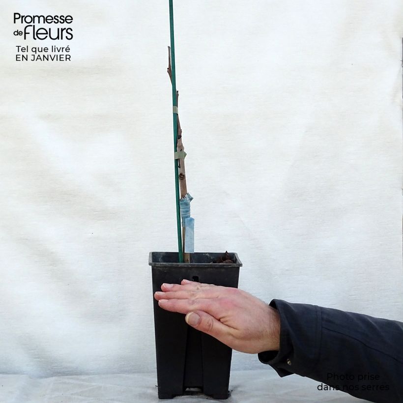 Asimina triloba Prima 1216 - Asimina Vaso da 2L/3L esemplare consegnato in inverno